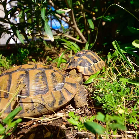 Adriana-2 By Interhome Apartment Sibinj Krmpotski